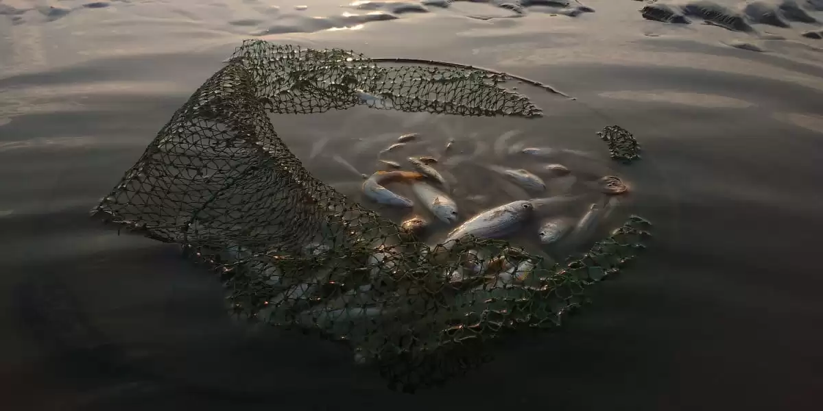 kingdom marketing means catching more fish!